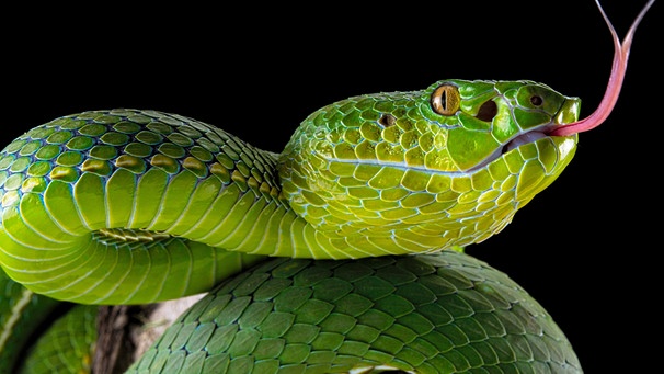Popes Bambusotter (Trimeresurus popeiorum) weiblich, captive, Asien | Bild: picture alliance/imageBROKER 